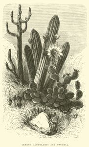 Cereus Cadelaris en Opuntia door Edouard Riou